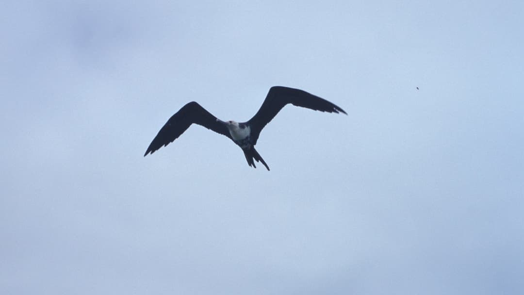Great frigatebird gliding high above the ocean with outstretched wings