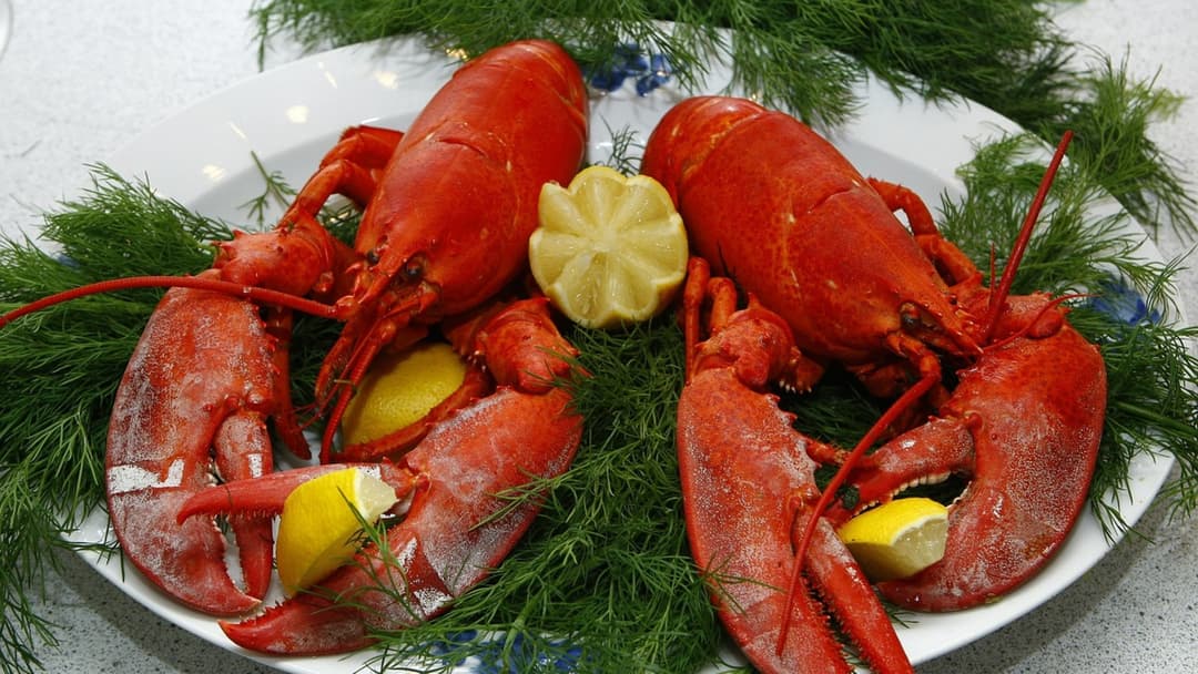 Fresh cooked lobster served on a white plate with garnishes