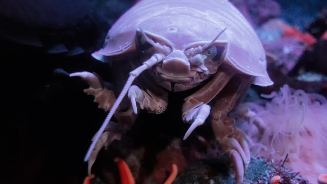 Giant deep-sea isopod crustacean with an armored helmet-like head shield on the ocean floor