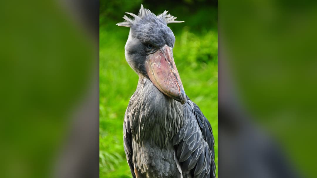 10. Shoebill Stork And Prehistoric Monsters