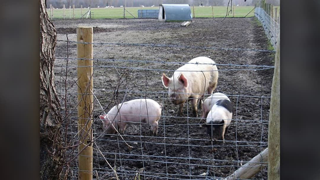 7. Domestic Pig