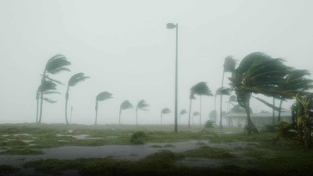 Gale-force 85 mph hurricane winds violently bending coastal palm trees amidst storm surge.