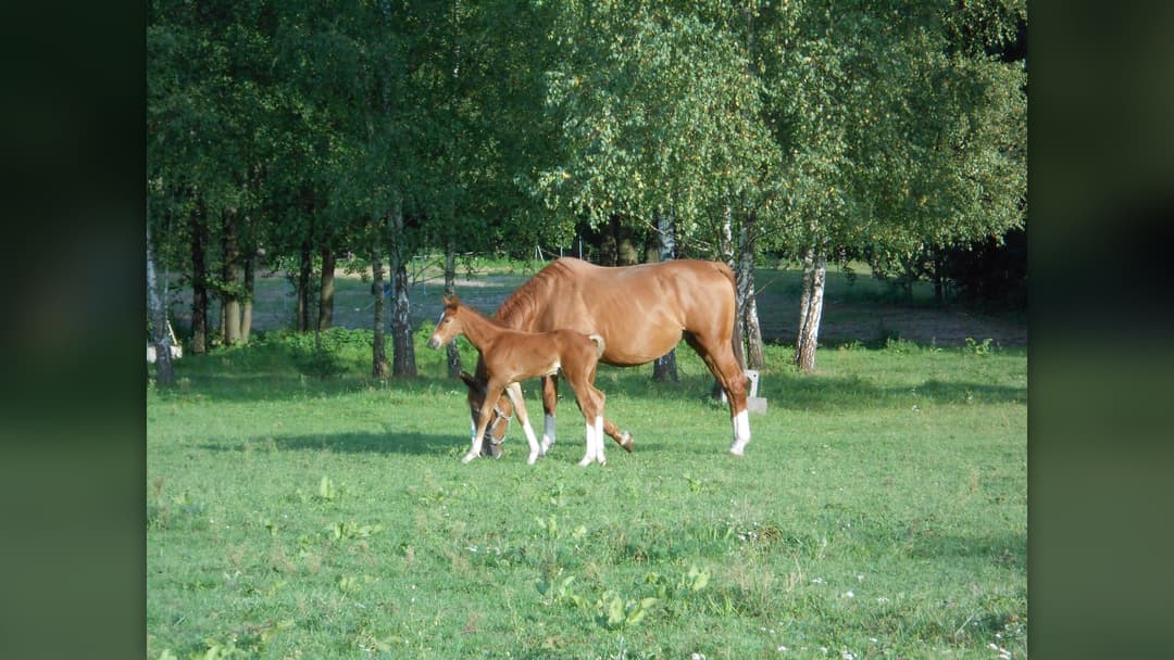 14. Horse