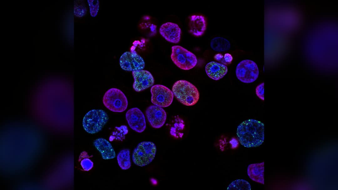 1. Lifelong Maternal Cells