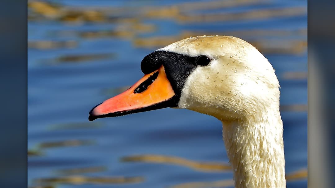 Swan shedding droplets from waterproof oiled feathers