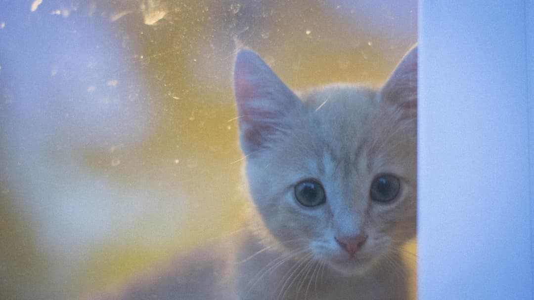 2. Gentle Rescue Intake