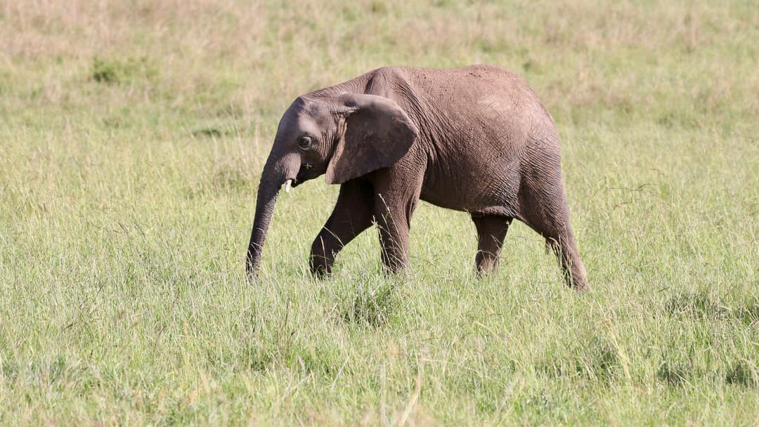 Lone elephant calf exploring grass with trunk in Masai Mara