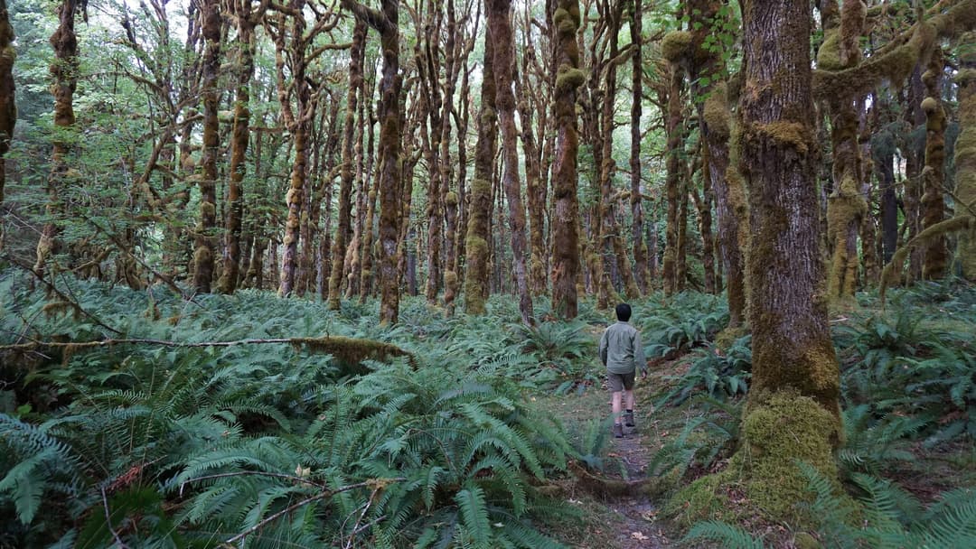 12. Walking 15 Minutes Along A Lush Forest Trail