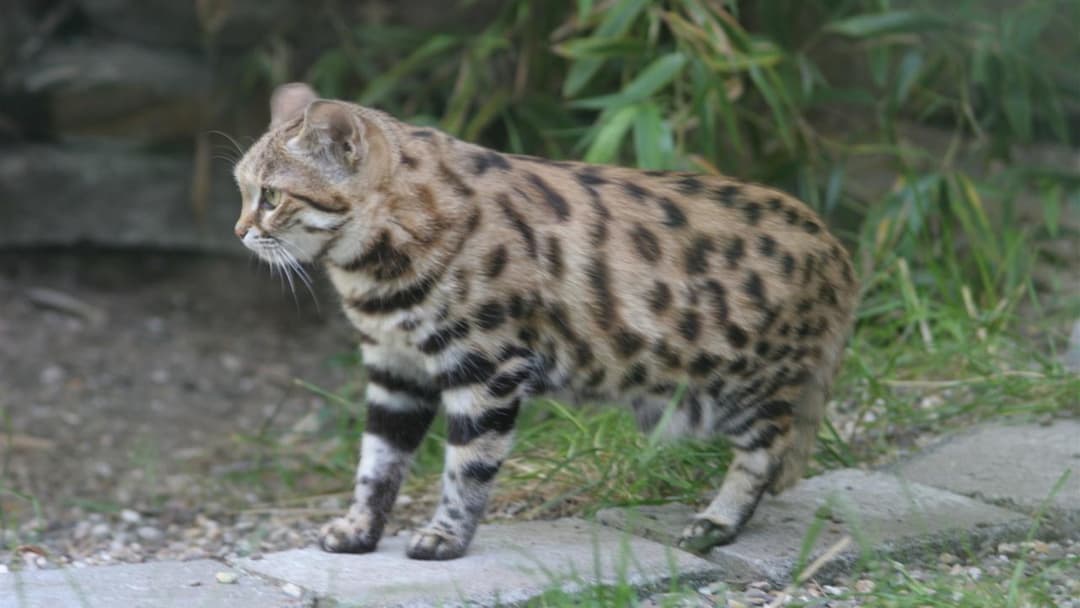 9. Black Footed Cat Miniature Hunter