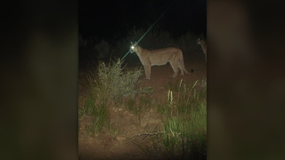 Wild mountain lion cougar photographed by a motion-activated trail camera in Zion National Park, Utah