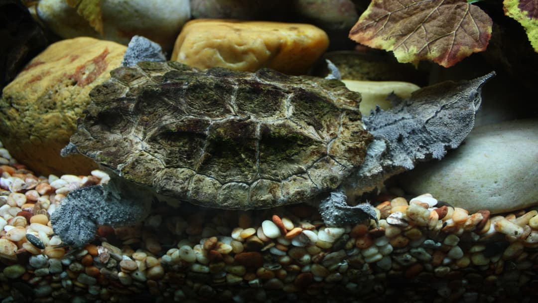 12. Mata Mata Turtle