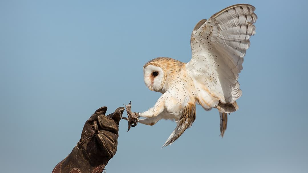 7. Barn Owl: Asymmetrical Facial Disc 3D Mapping