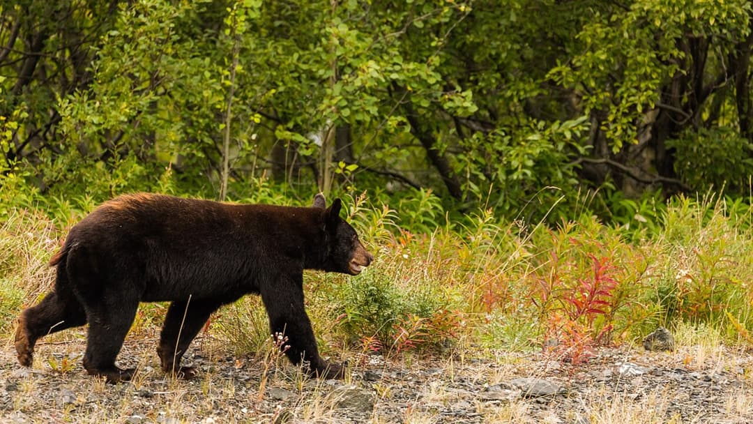 3. Black Bear