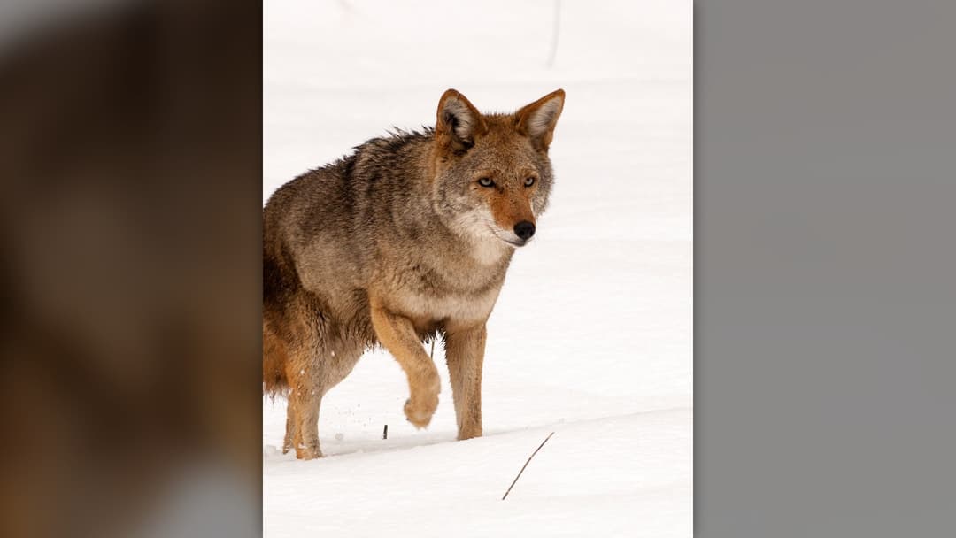 18. Coyote: Yell, Wave Your Arms, And Throw Rocks ("Hazing")