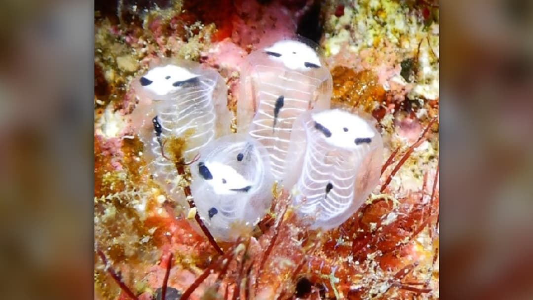 Translucent colonial sea squirts with white rib-like rings and dark eye-like spots on a coral reef