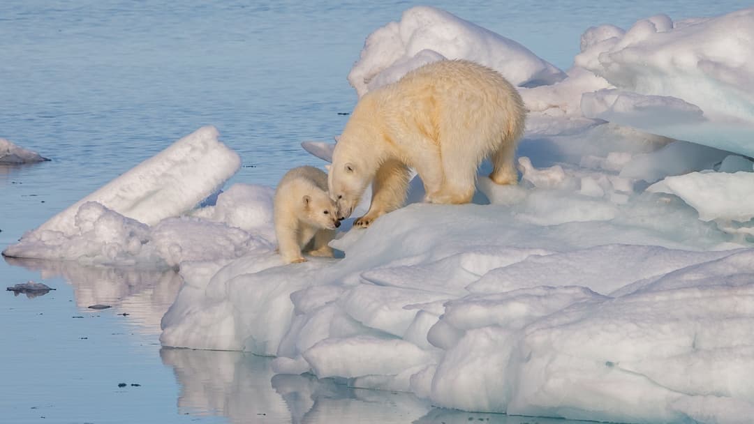 2. Polar Bear