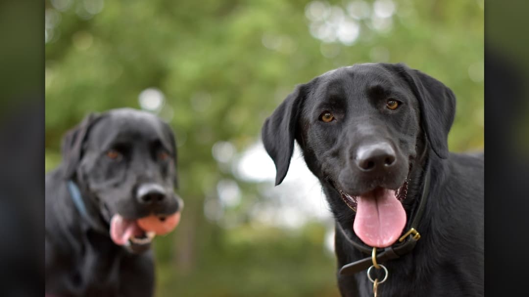 13. The "Doggy Smile"