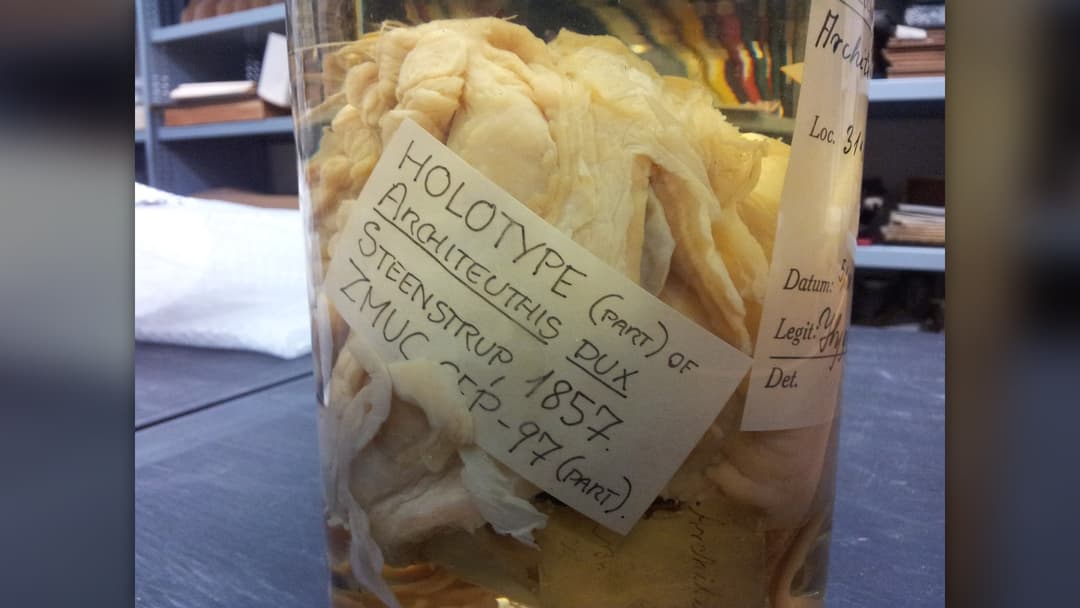 1. Giant Squid And The Kraken