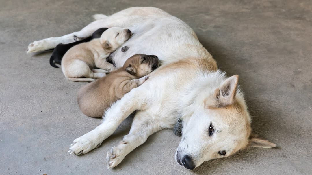 9. Domestic Dog