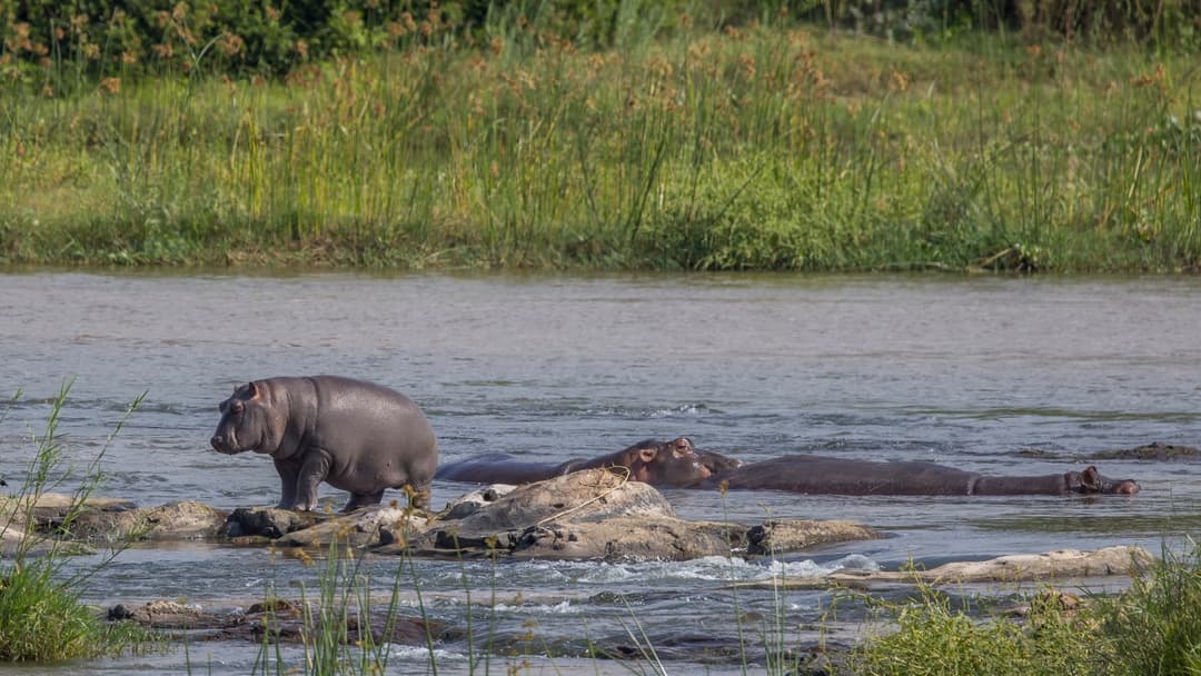 18. Hippopotamus