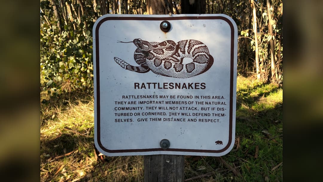 3. Keep Snakebite Wounds Below Heart Level