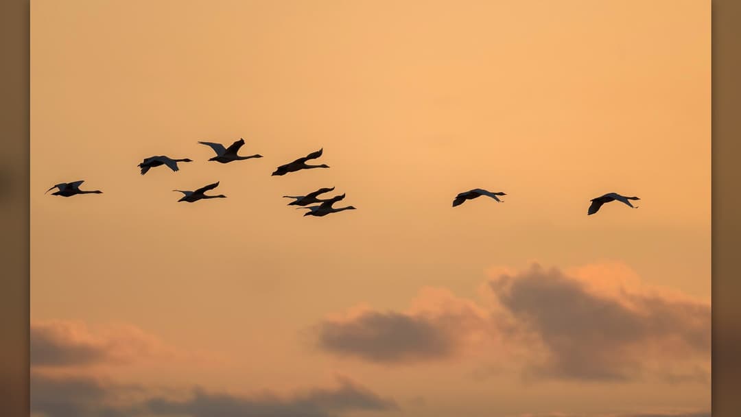 Flock of whooper swans in high-altitude sunset flight