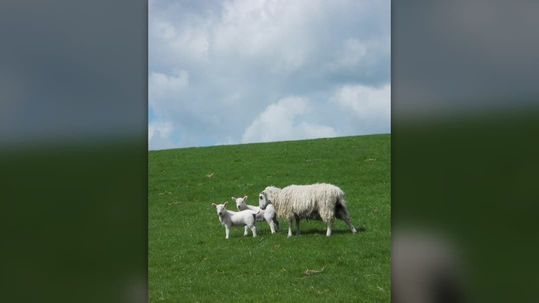 10. Domestic Sheep