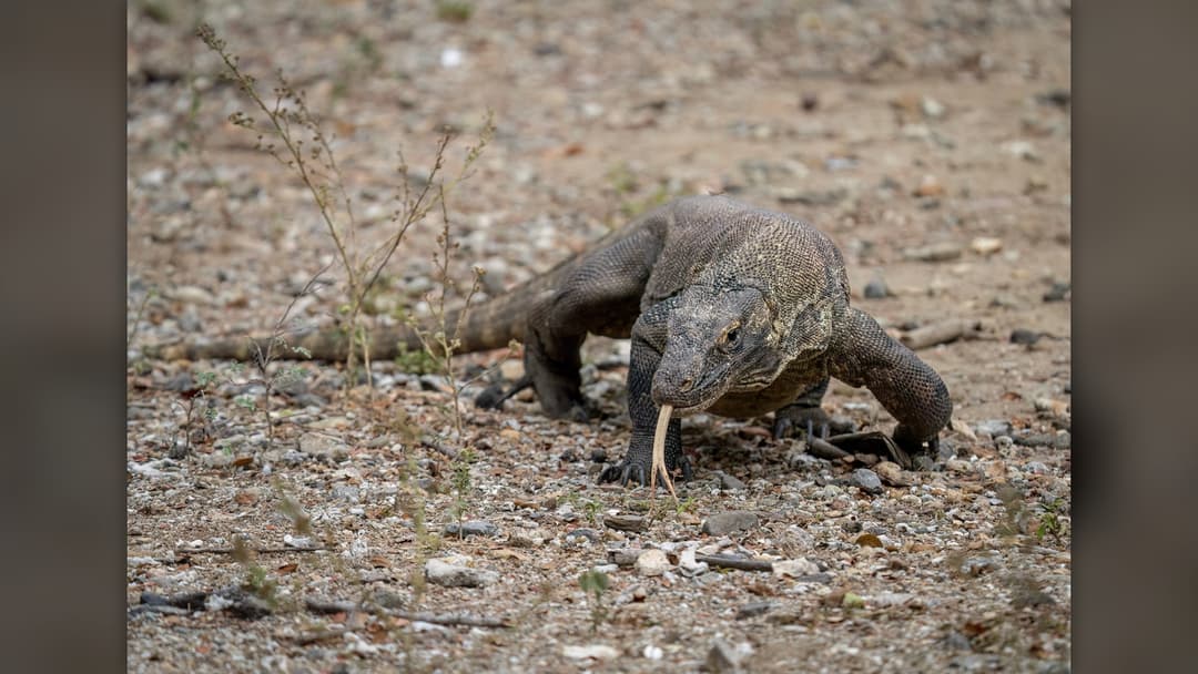 3. Komodo Dragon And Fire Drakes