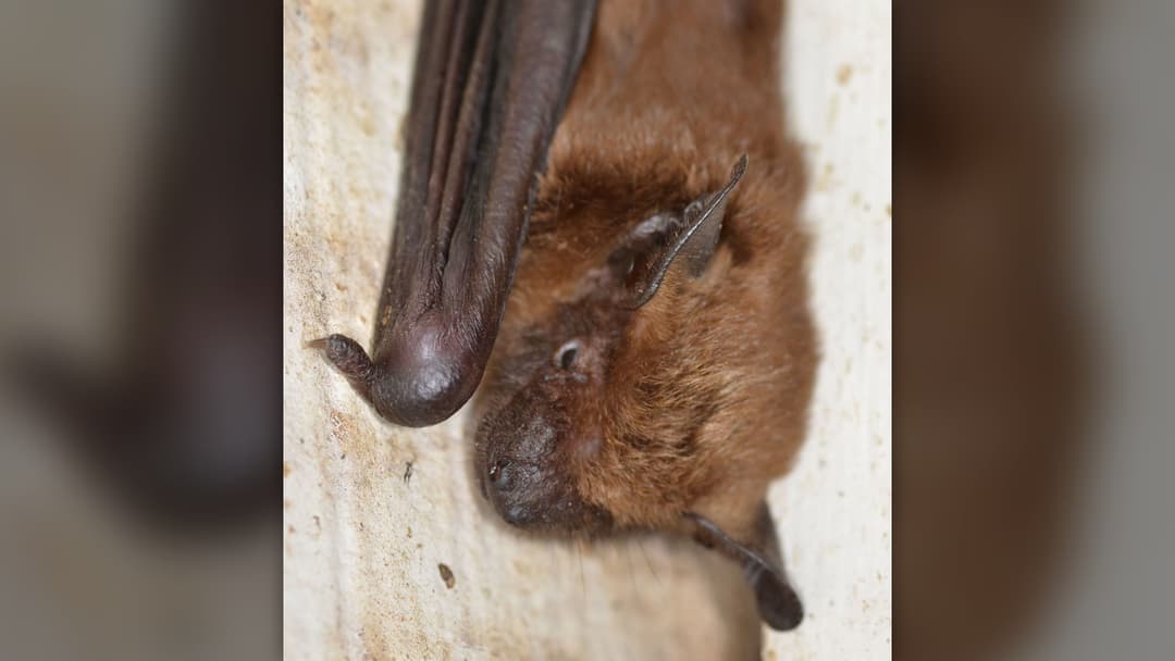 4. Big Brown Bat