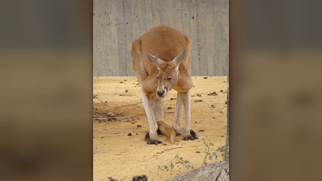 21. Red Kangaroo: Crouch Low, Cough Short, And Back Away