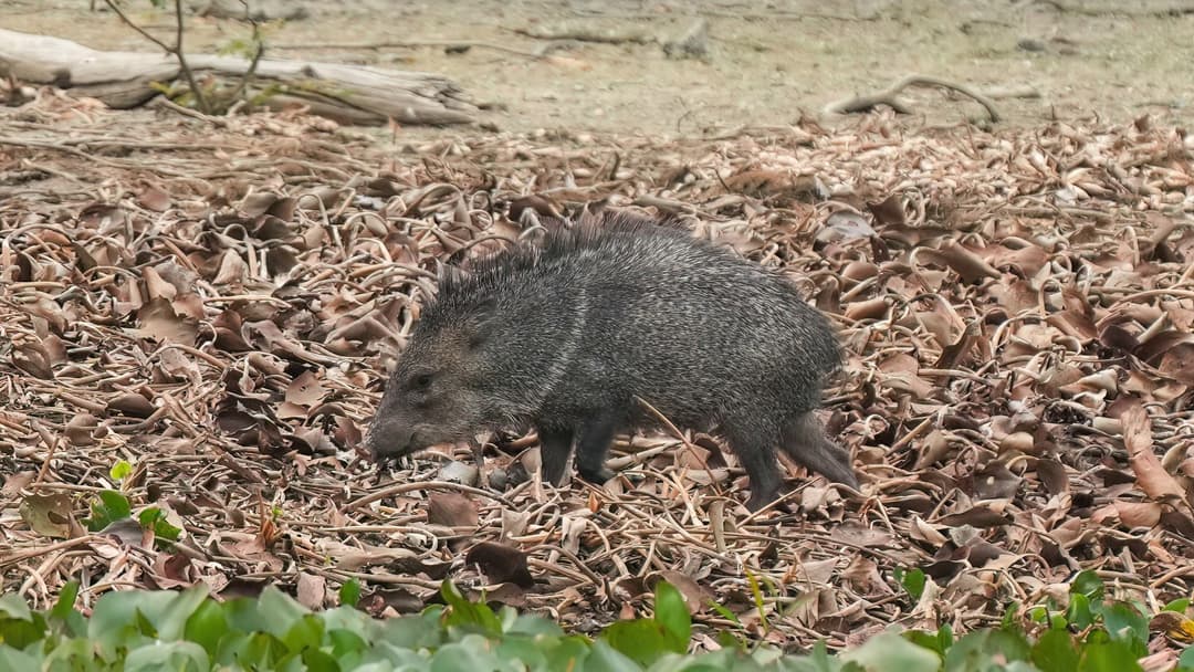18. Collared Peccary Javelina