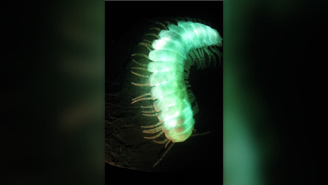 Single-frame view of a California Motyxia sequoiae millipede glowing bright blue-green in the dark
