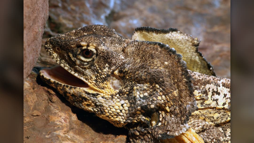 11. Frilled Lizard And The Basilisk