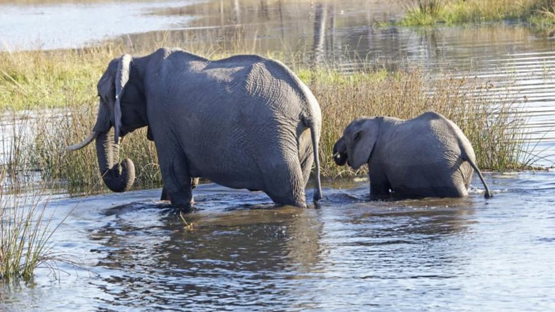 Female elephant and calf fording river in Khwai Botswana