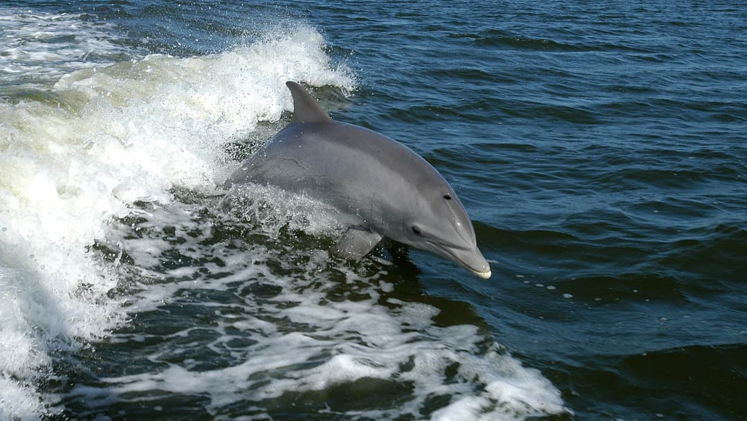 15. Bottlenose Dolphin