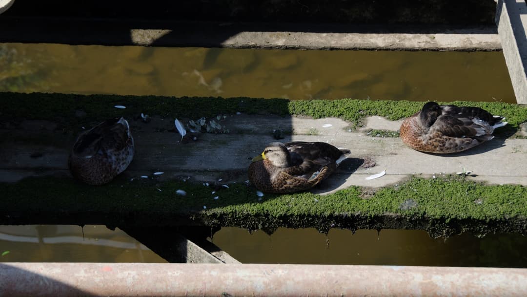 Mallard duck resting on the water shore with its head tucked into its feathers