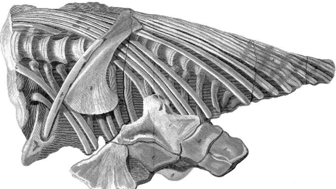 4. The First Ichthyosaur Skeleton (1811)