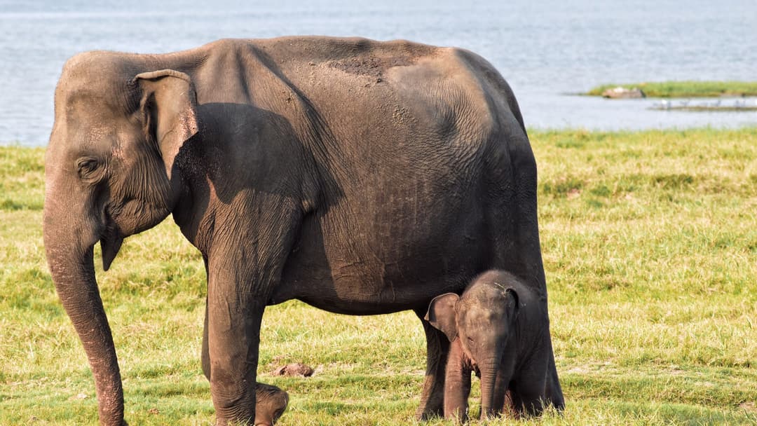 Elephant mother and calf by watering hole in Minneriya National Park Sri Lanka
