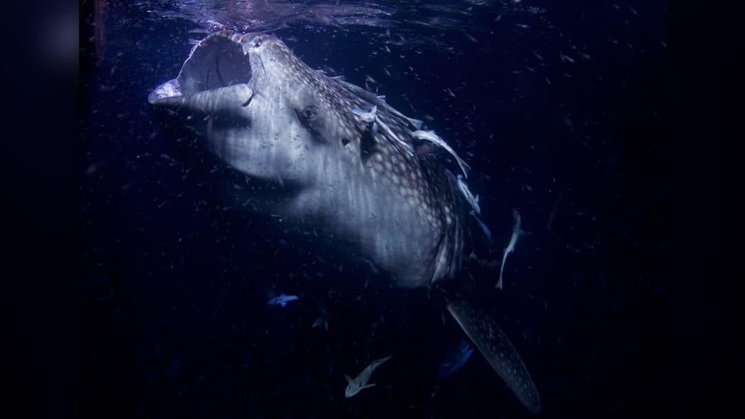 13. Whale Shark And Island Monsters