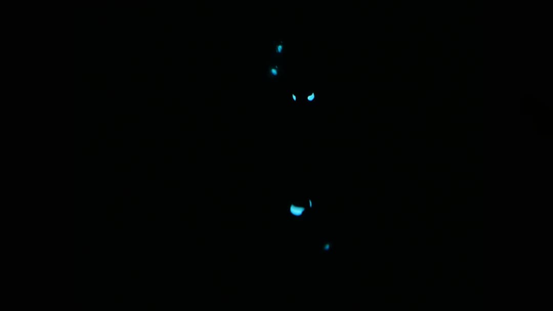 Flashlight fish Photoblepharon palpebratum glowing with bright bioluminescent light organs beneath its eyes in the dark