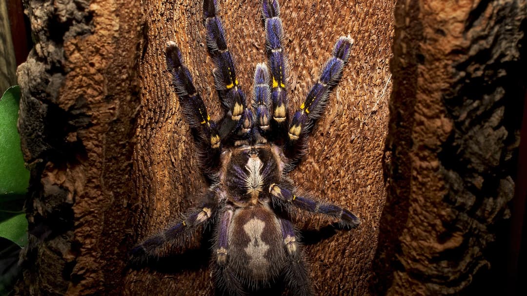 Vivid electric-blue spider displaying bright blue coloration across its legs and body