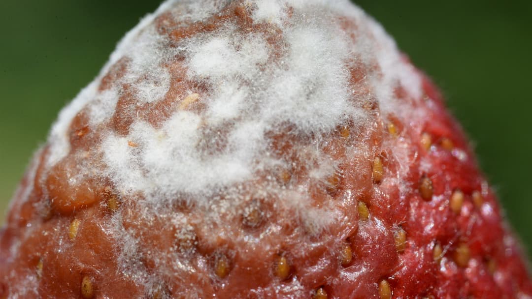 6. Overripe Berries Growing Spores
