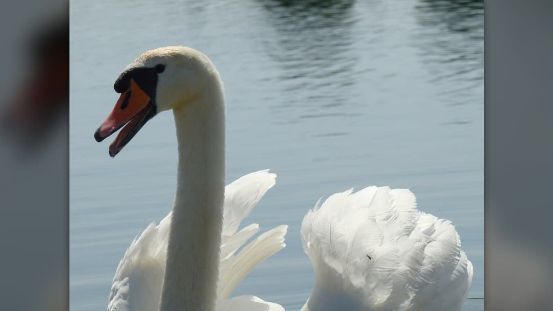 Close-up of a mute swan showing serrated tomia ridges along the edge of its beak