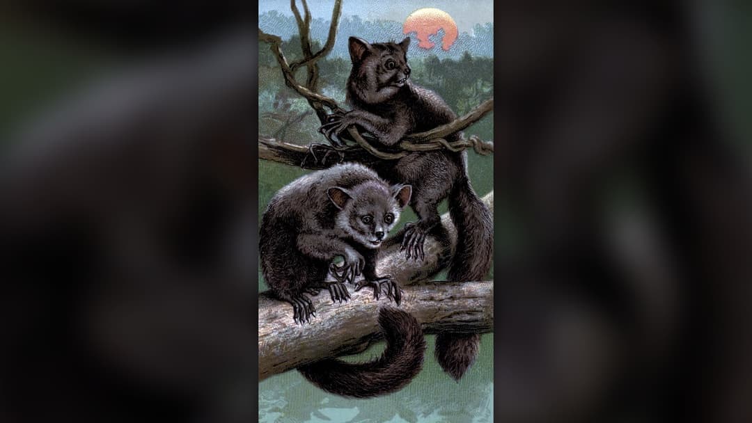11. Aye-Aye Lemur