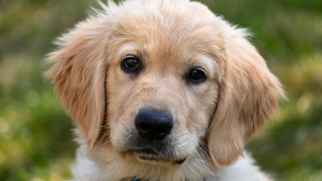12. Floppy Ears