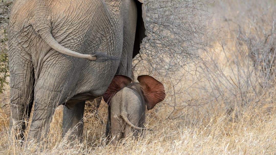Baby elephant walking closely behind mother holding tail