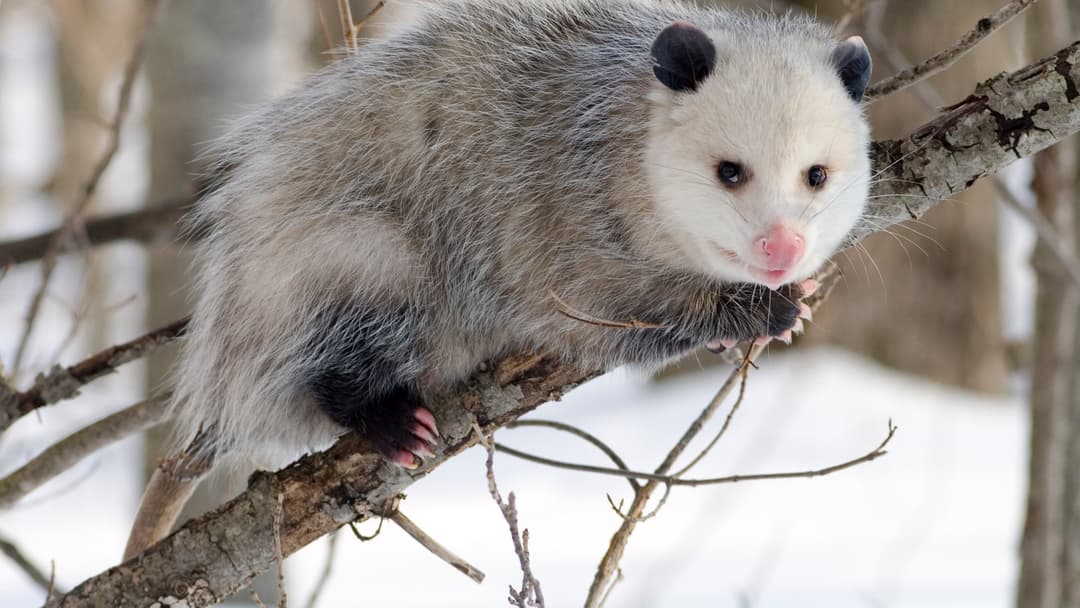 6. Virginia Opossum