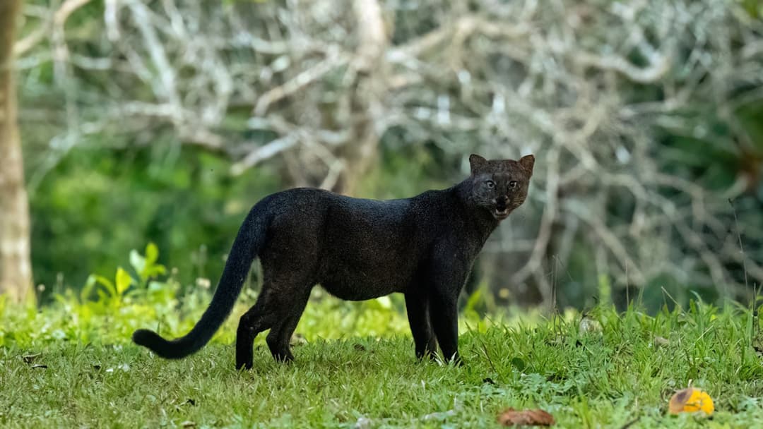 3. Jaguarundi Weasel Cat