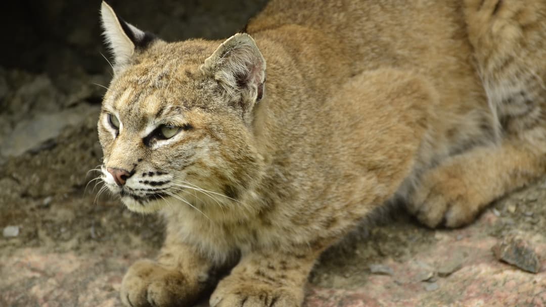 15. North American Bobcat
