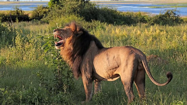 Why Male Lions Fight for Control of a Pride